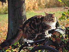 Frangelica, Maine Coon